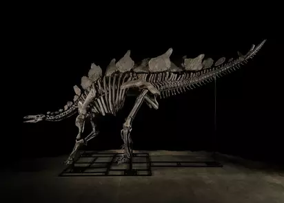 «История о рекордной стоимости скелета динозавра на аукционе»
